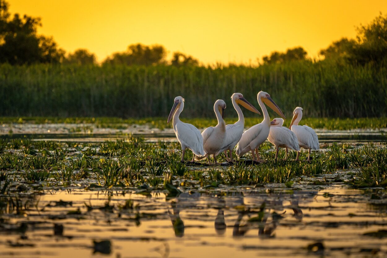 Numerosas especies viven y pasan al año por esta zona llena de fauna