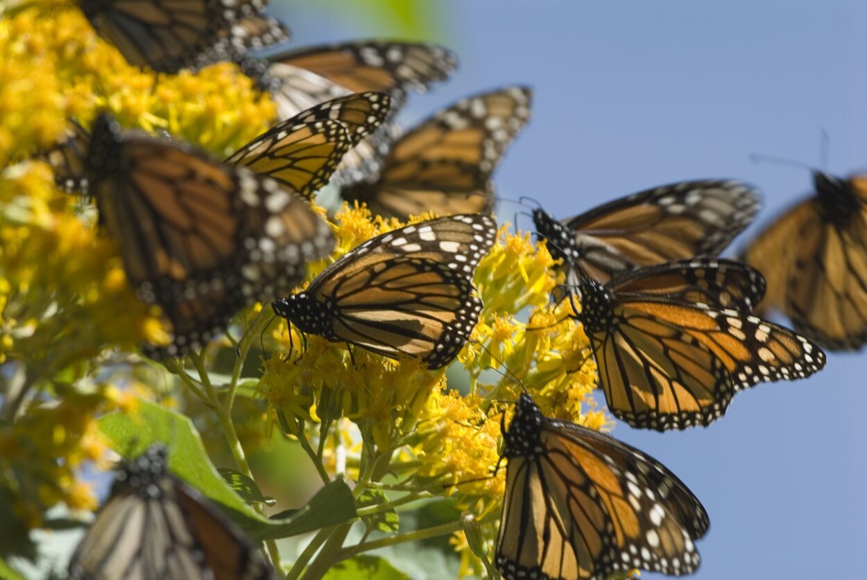 Michoacán es un santuario para las mariposas Monarca