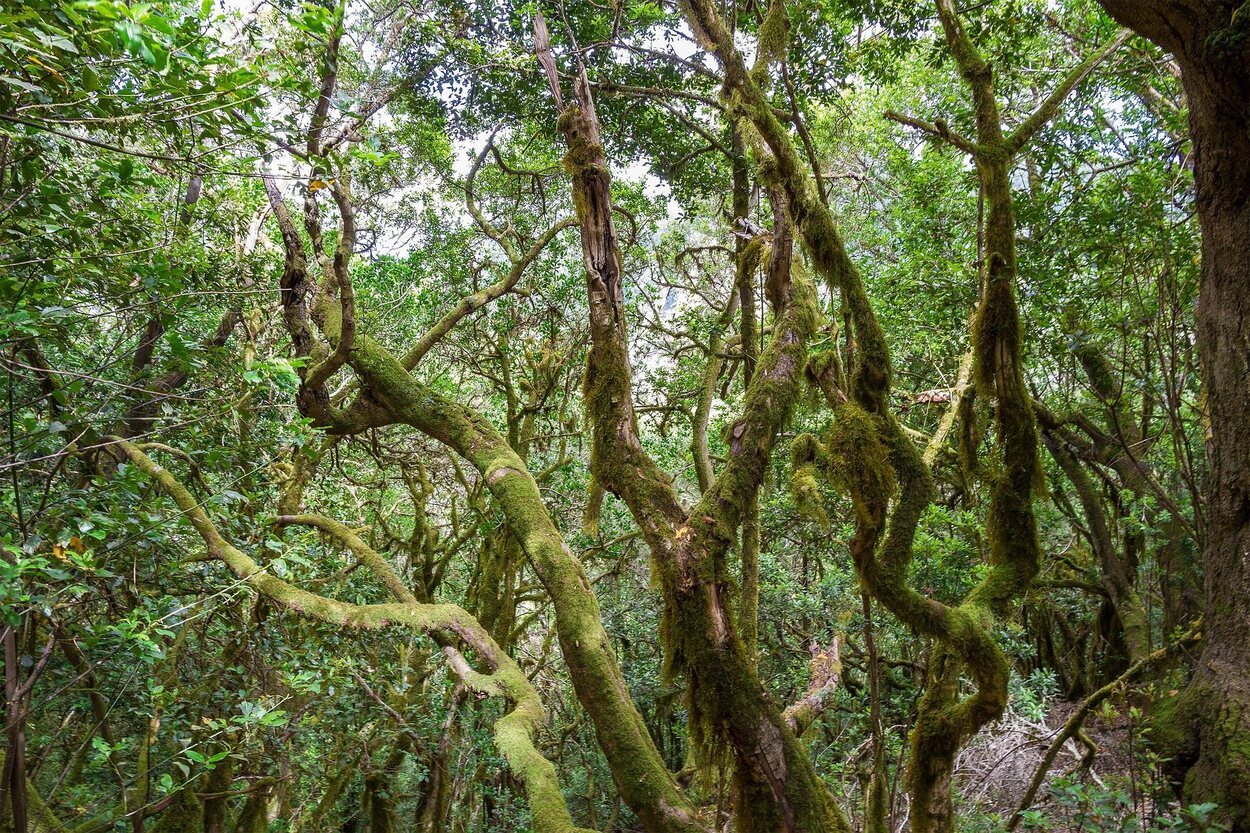 Parque Nacional de Garajonay en la isla de la Gomera