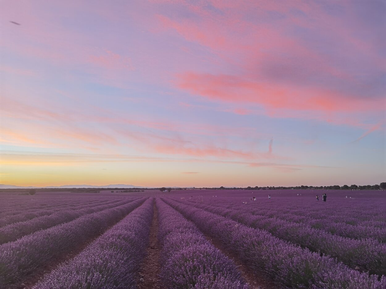 La floración de la lavanda convierte e Brihuega en destino obligado cada julio