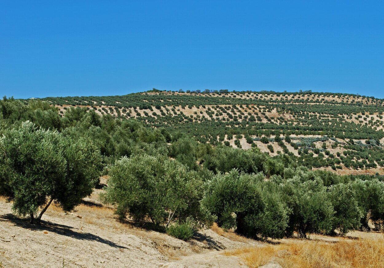 Campos de olivo situados en Baeza, Jaén