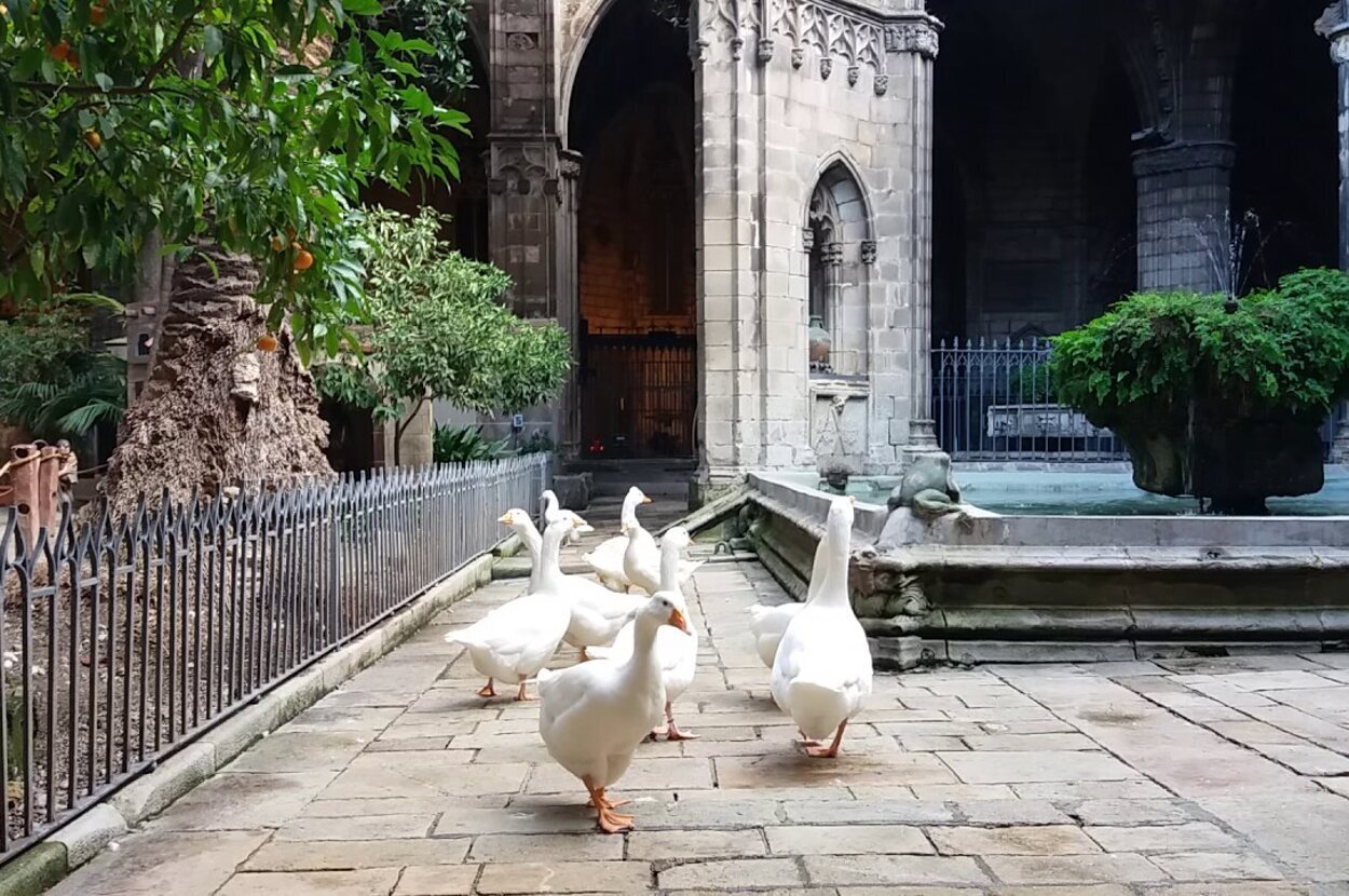 Las 13 ocas de la catedral de Barcelona son uno de los grandes secretos del Barrio Gótico