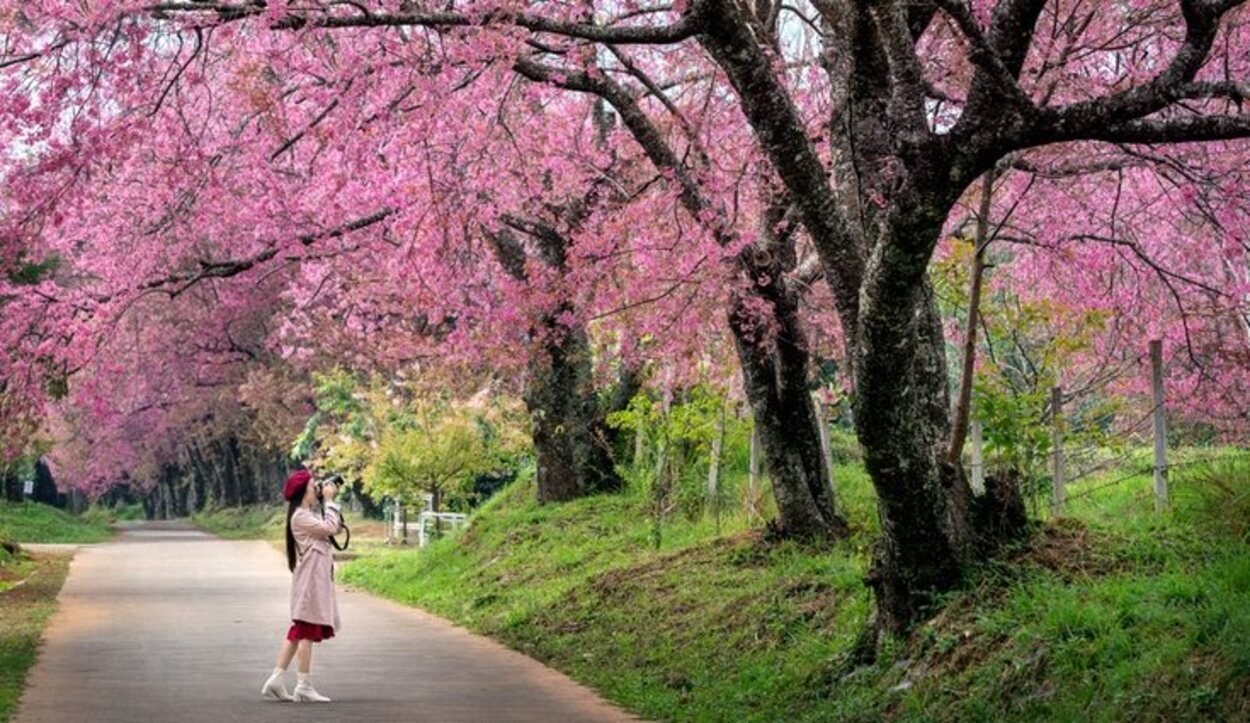 Primavera es una de las mejores estaciones para viajar a Tokio