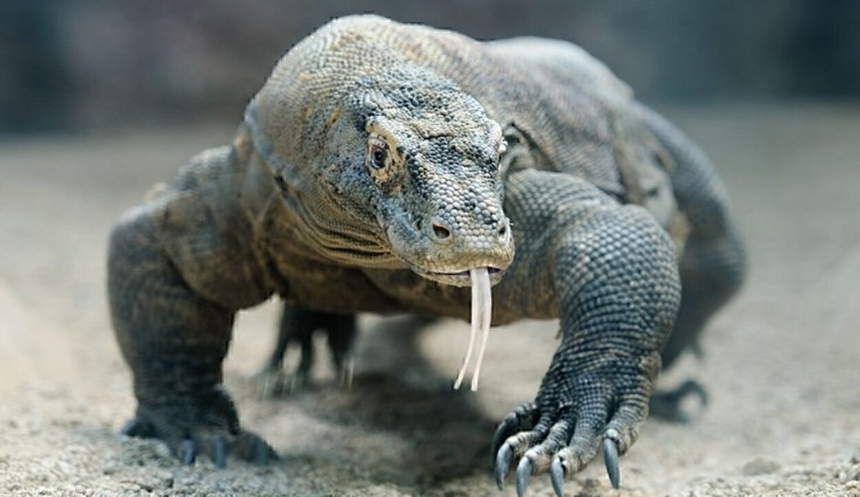 El Parque Komodo se compone de tres islas principales: Komodo, Rinca y Padar