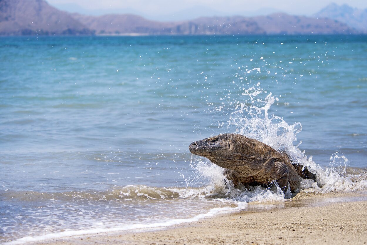 Los dragones de Komodo son capaces de nadar en el mar