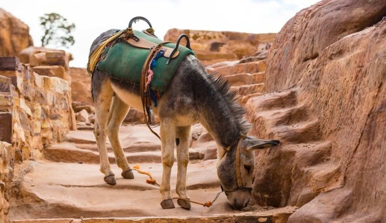 Petra debe visitarse durante dos días como mínimo