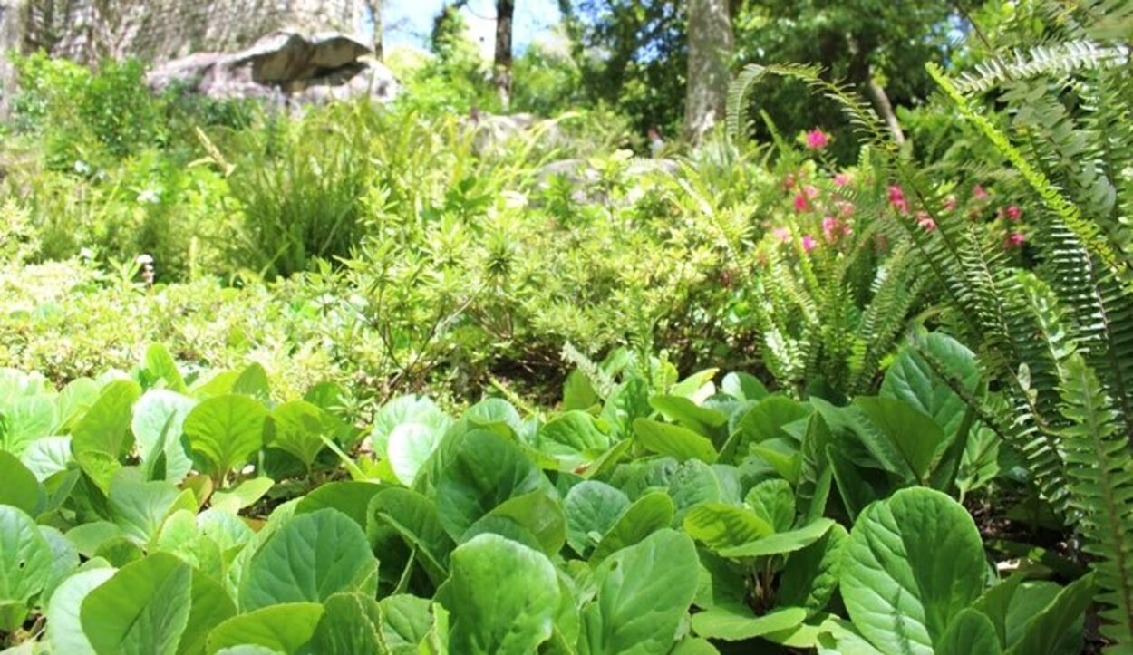 Altísimos árboles, especies vegetales exóticas y flores silvestres nos esperan en el camino hacia el castillo