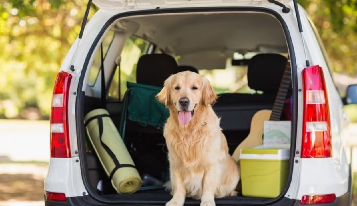 El medio en el que transportes a tu perro es muy importante