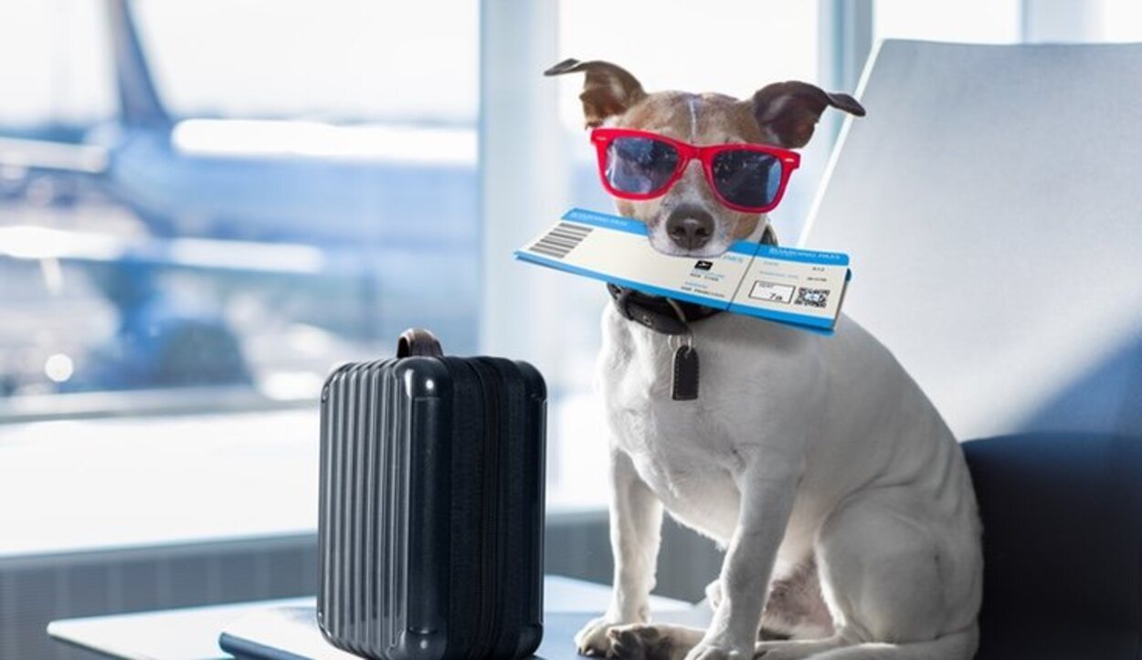 Debes saber todos los documentos que necesita tu mascota para poder viajar