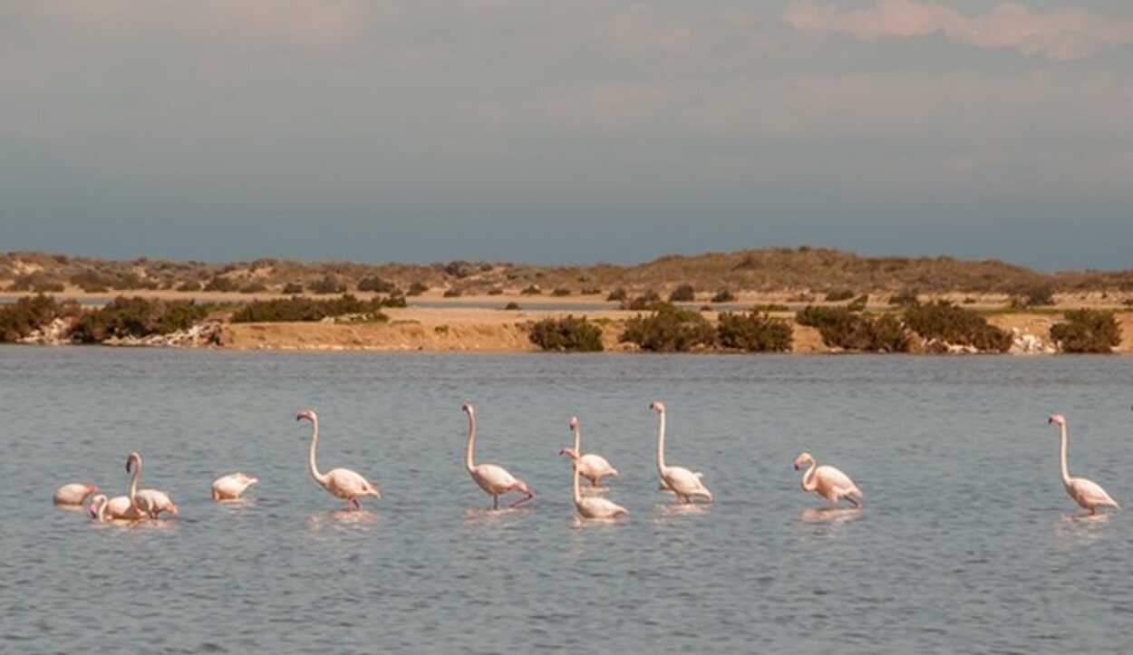 El Mar Menor posee una gran biodiversidad acuática y terrestre