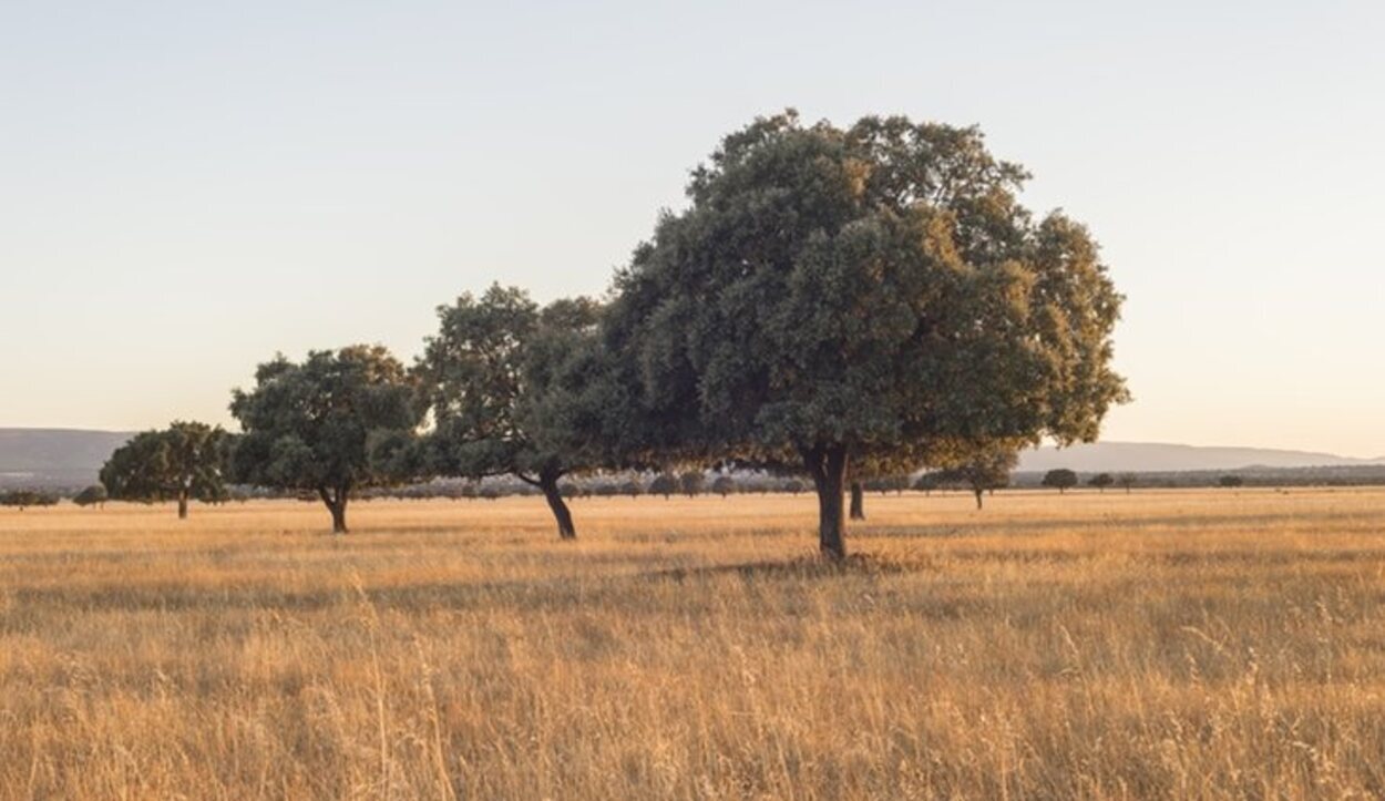 La flora de Cabañeros está centrada en las especies del Bosque Mediterráneo