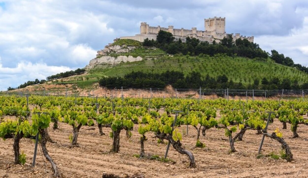 El Castillo de Peñafiel rodeado por las cepas