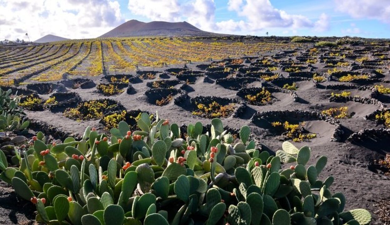 En La Geria, los vinos se cultivan en el manto de ceniza volcánica