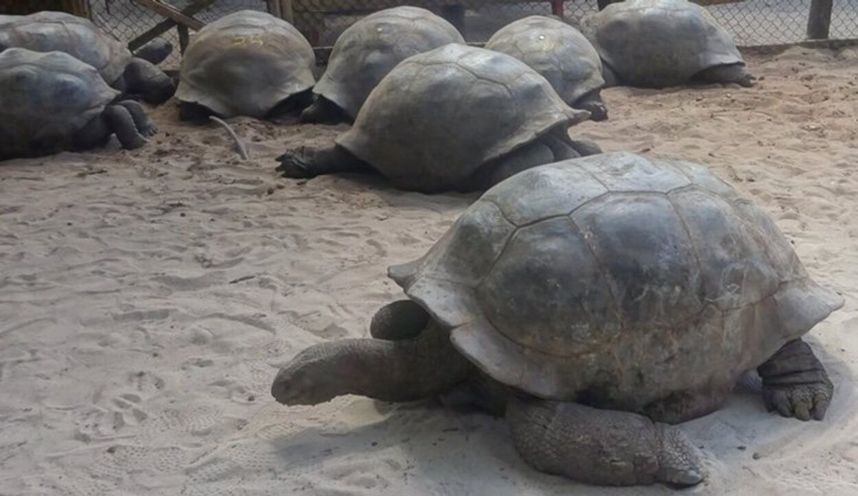 Tortugas en la isla Curieuse/ Foto: Tamara Garco