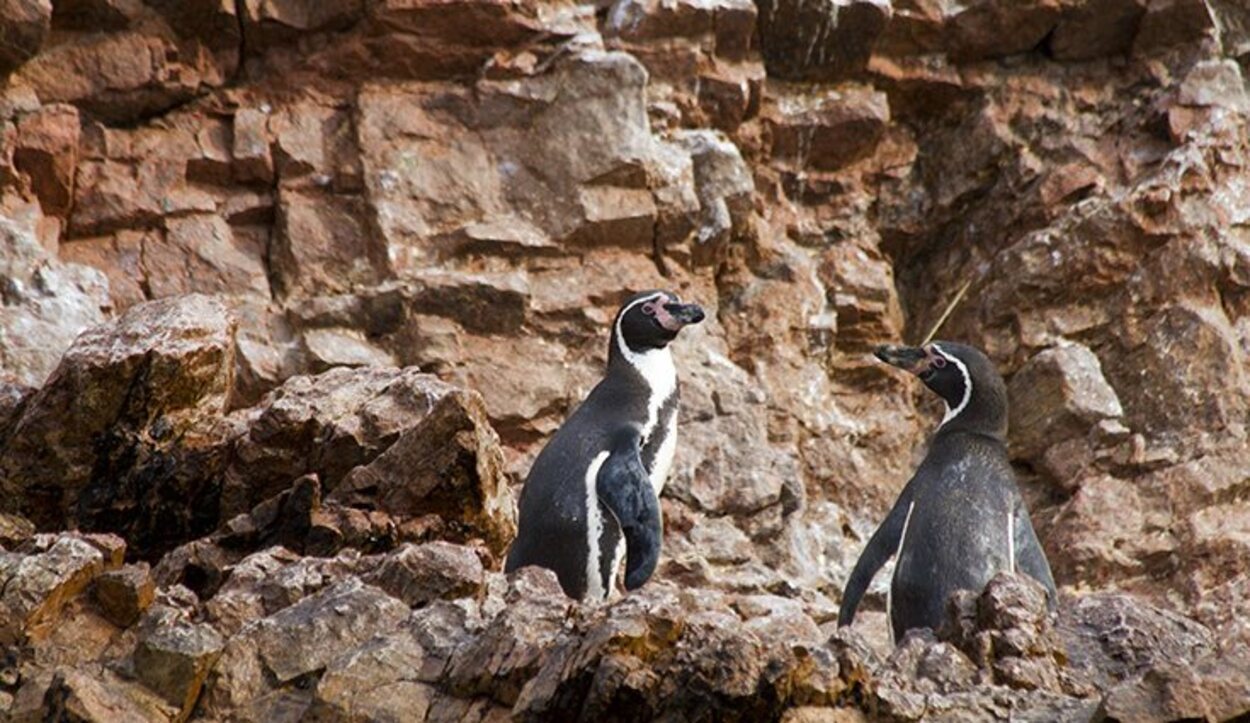 La Caleta cuenta con una fauna increíble