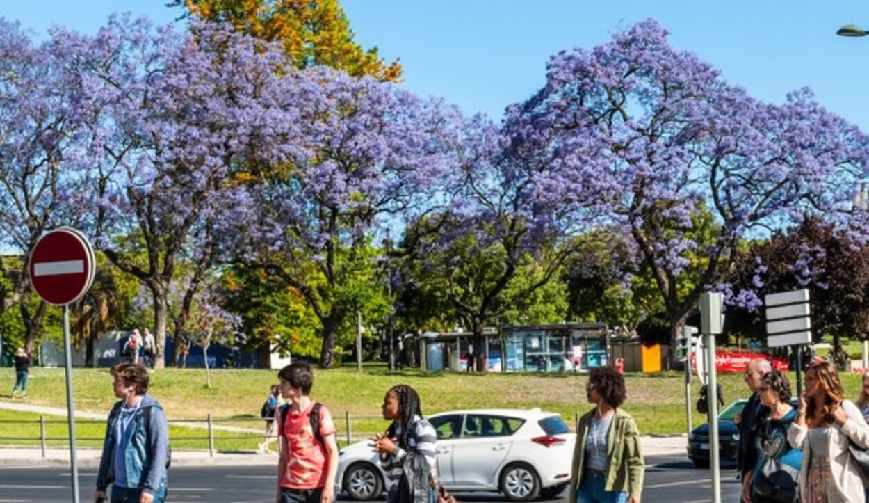 La ciudad se tiñe de violeta en primavera con la floración de los jacarandás