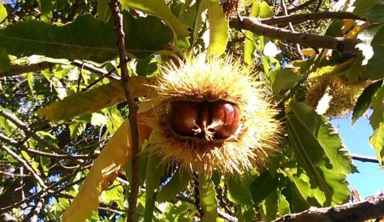 La vegetación de la zona es todo un espectáculo