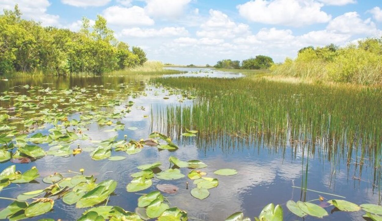 Una de las muchas actividades en el parque Everglades sería recorrer los meandros de los ríos
