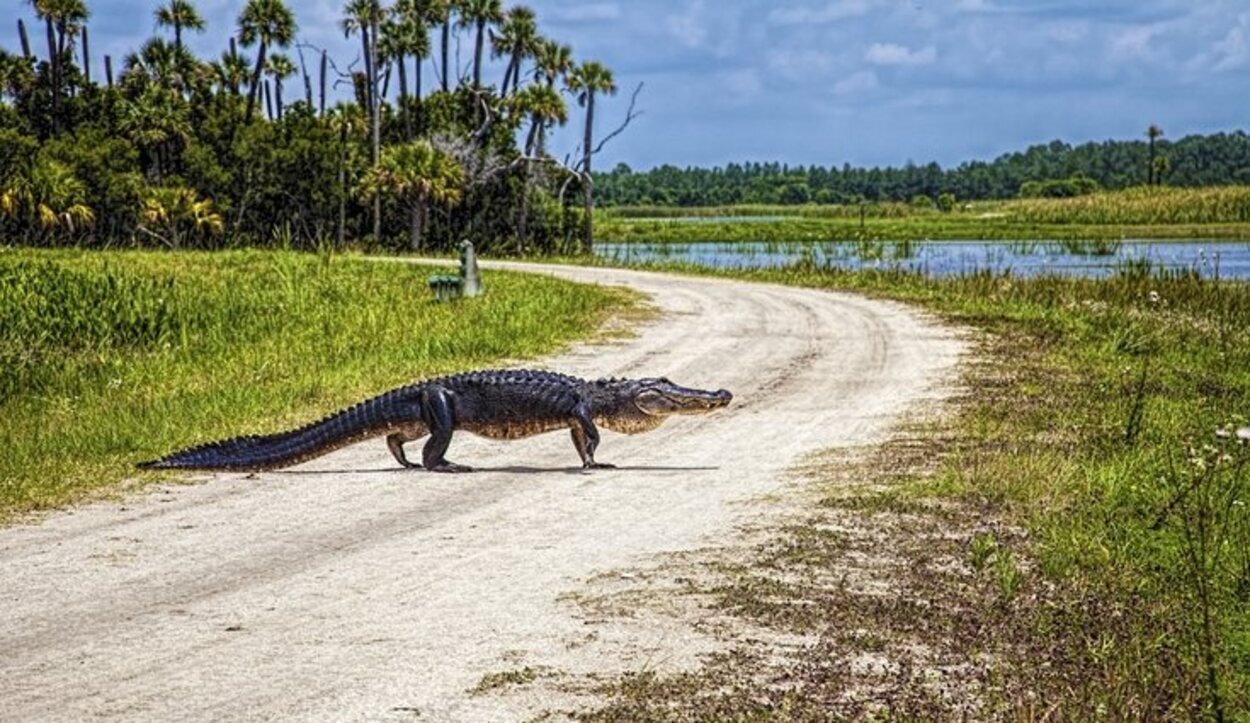 En el parque hay concentrados multitud de Alligators (cocodrilos)