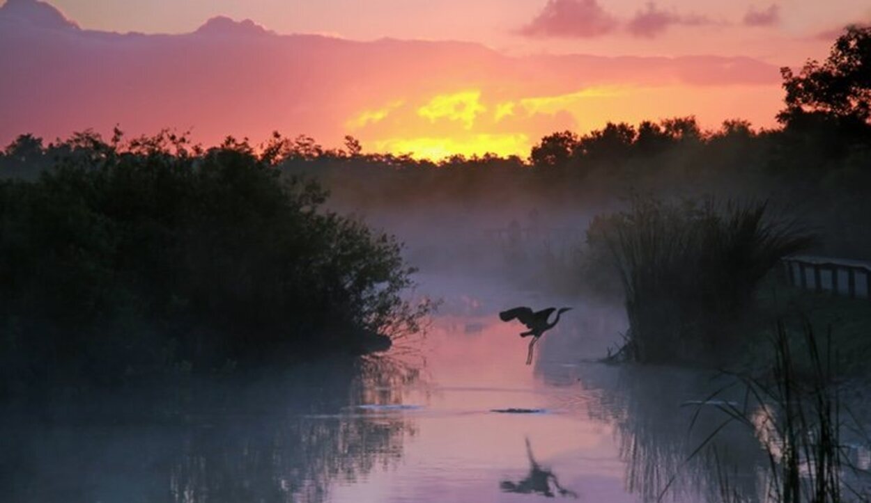 Los Everglades es una vista obligatoria si estás por Miami