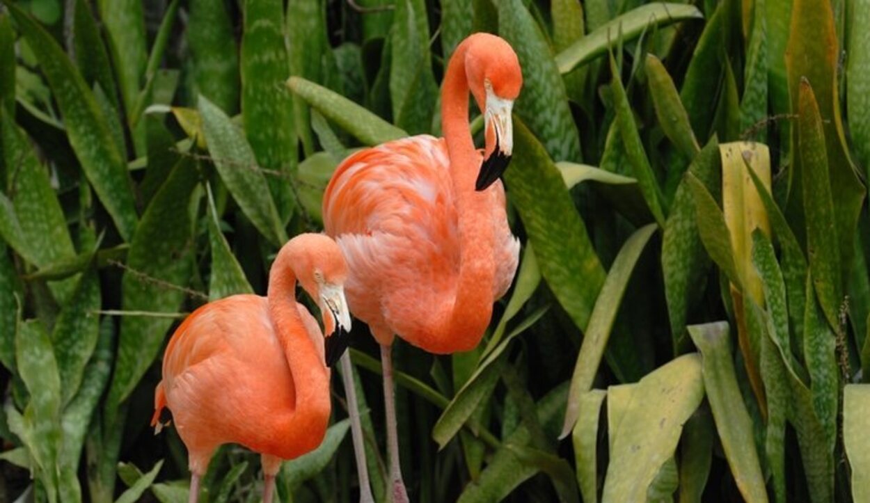 En Great Inagua habitan unos 80.000 ejemplares de flamencos rosados