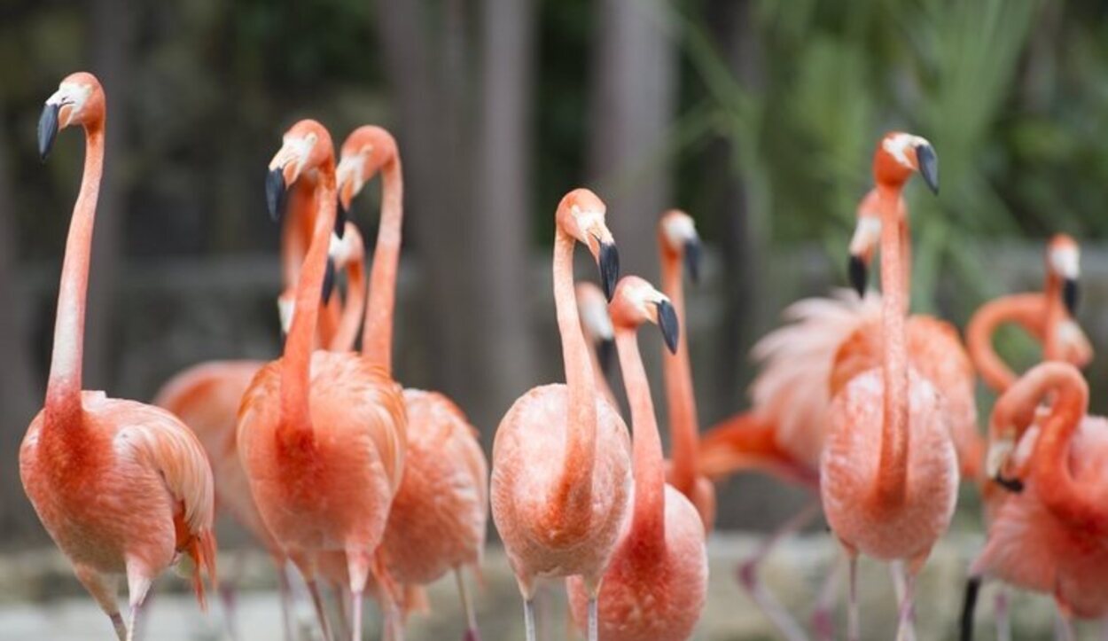 Los flamencos rosados son aves que están en peligro de extinción
