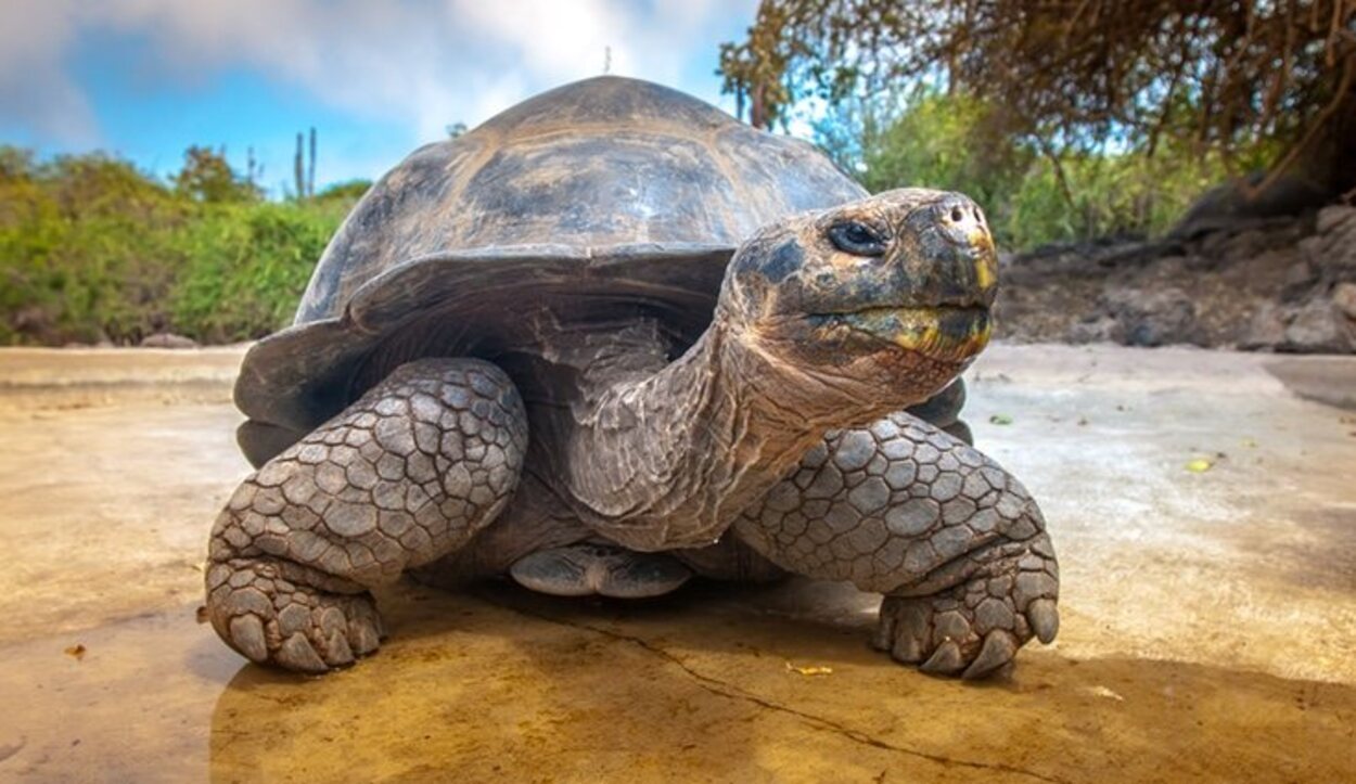 Un paraíso en mitad del Pacífico repleto de tortugas gigantes