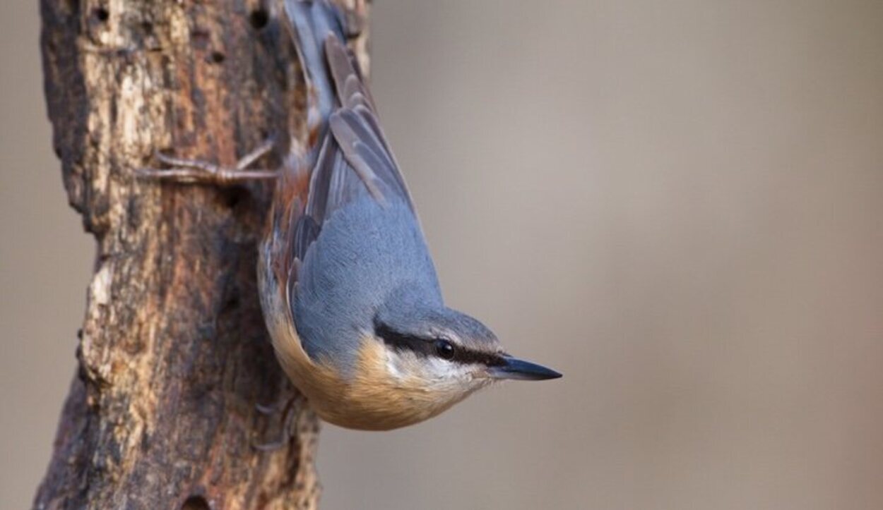 En este paraje de gran belleza conviven en perfecta armonía aves, anfibios y mamíferos