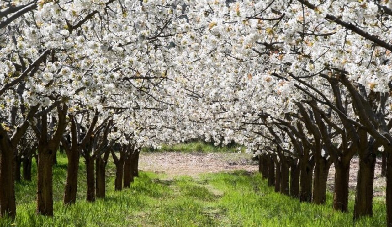 Aunque pocos lo saben este Valle en Extremadura no tiene nada que envidiarle a Japón