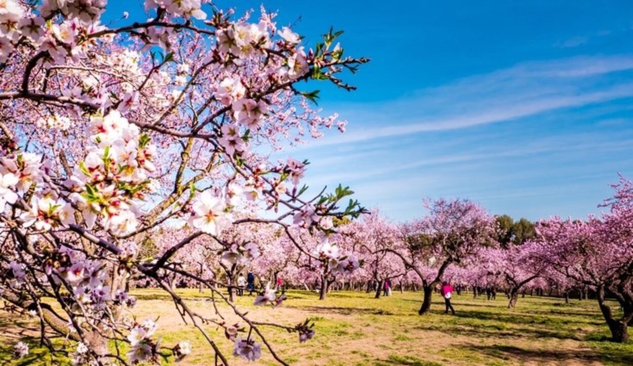 Almendros en flor en el parque de la Quinta de los Molinos