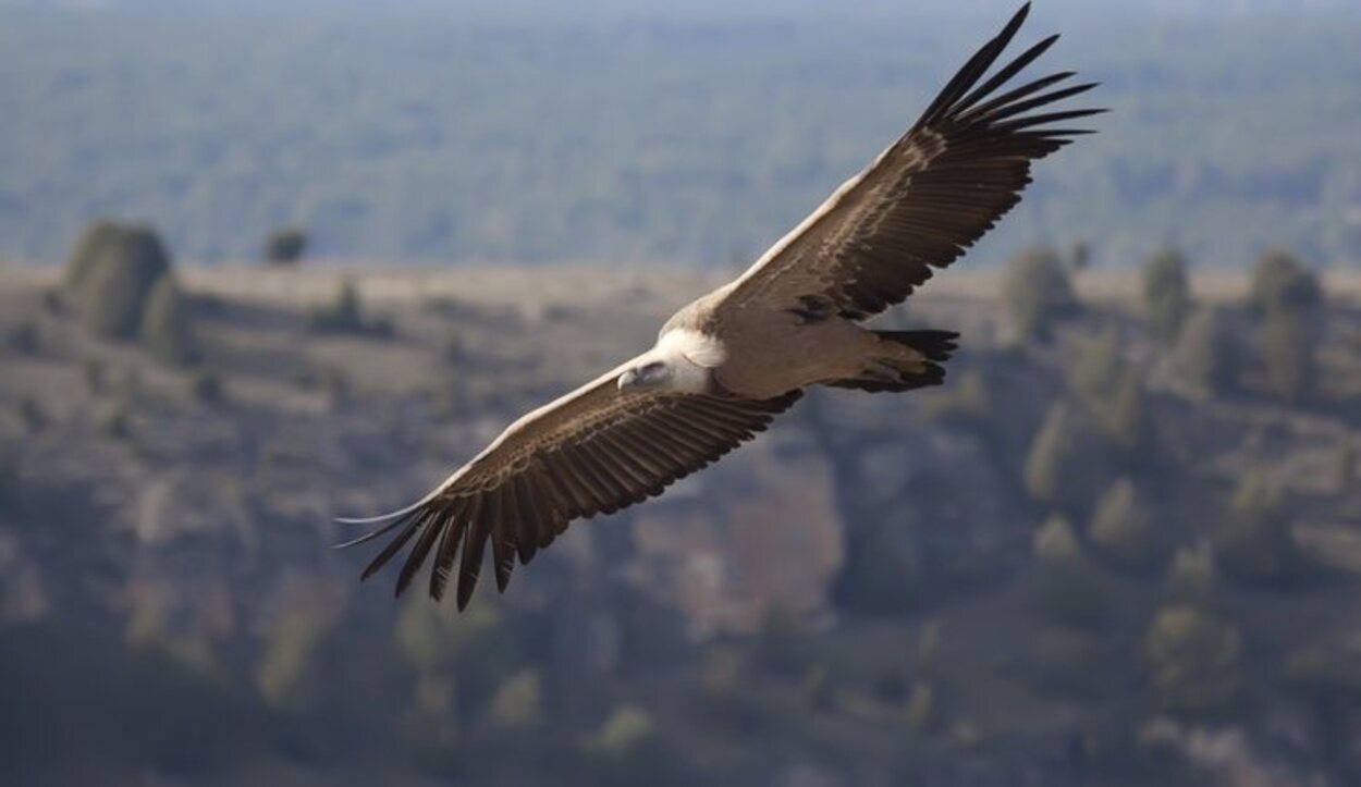 Águilas sobrevolando el cielo en el entorno de las Hoces del Duratón