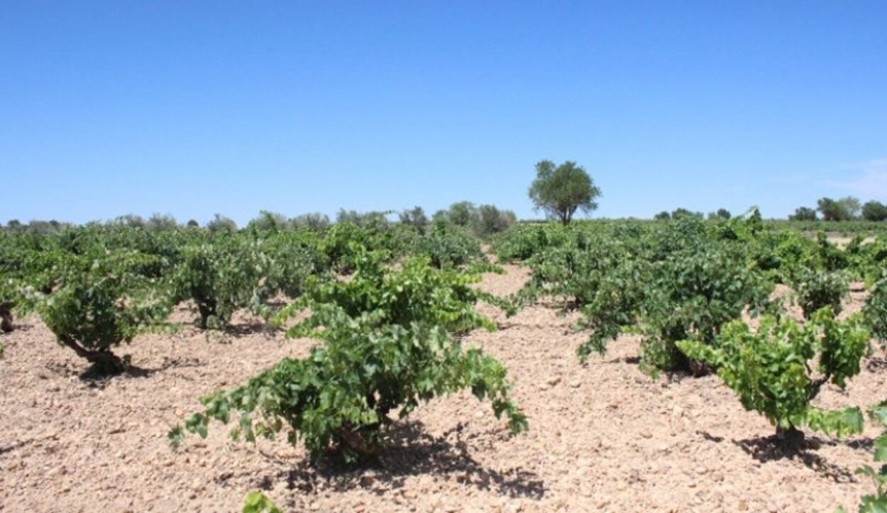 Viñedos de las Bodegas César Príncipe | Foto: Bodegas César Príncipe