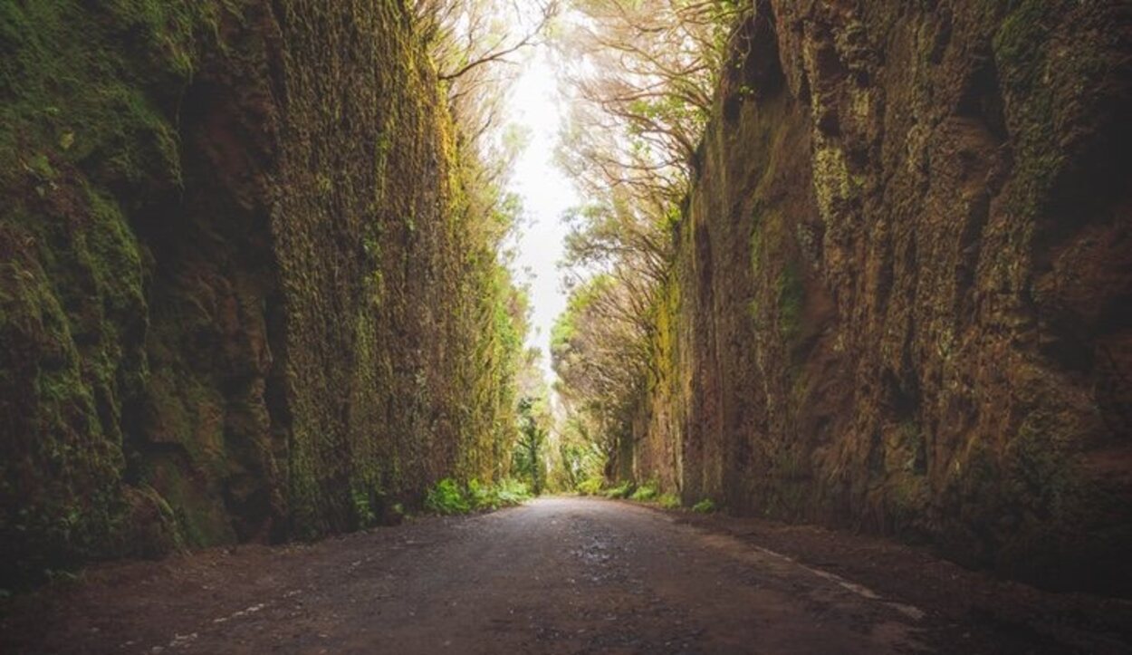 Dentro de los bosques hay varias rutas de senderismo