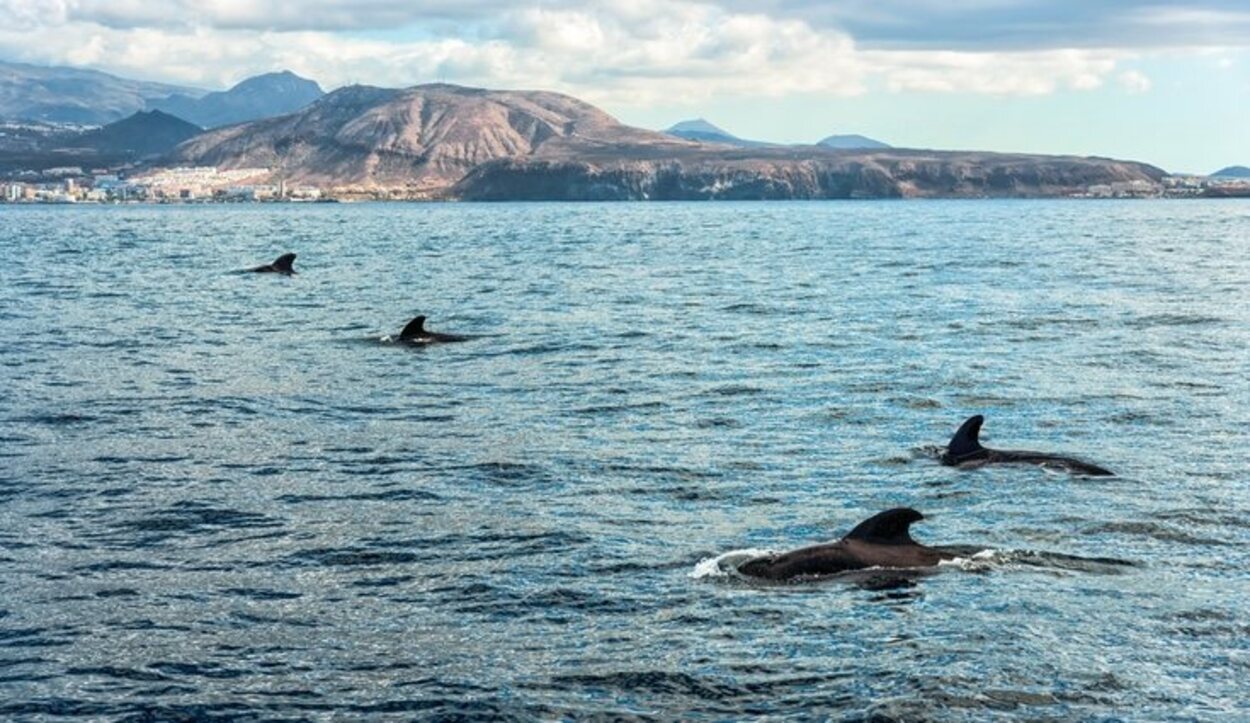 A través de una ruta en barco se puede ver a delfines y ballenas en libertad