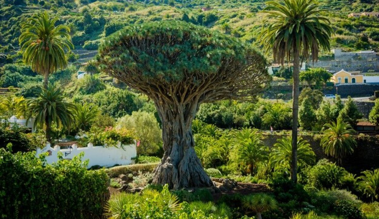 Icod de los Vinos tiene un habitante muy especial