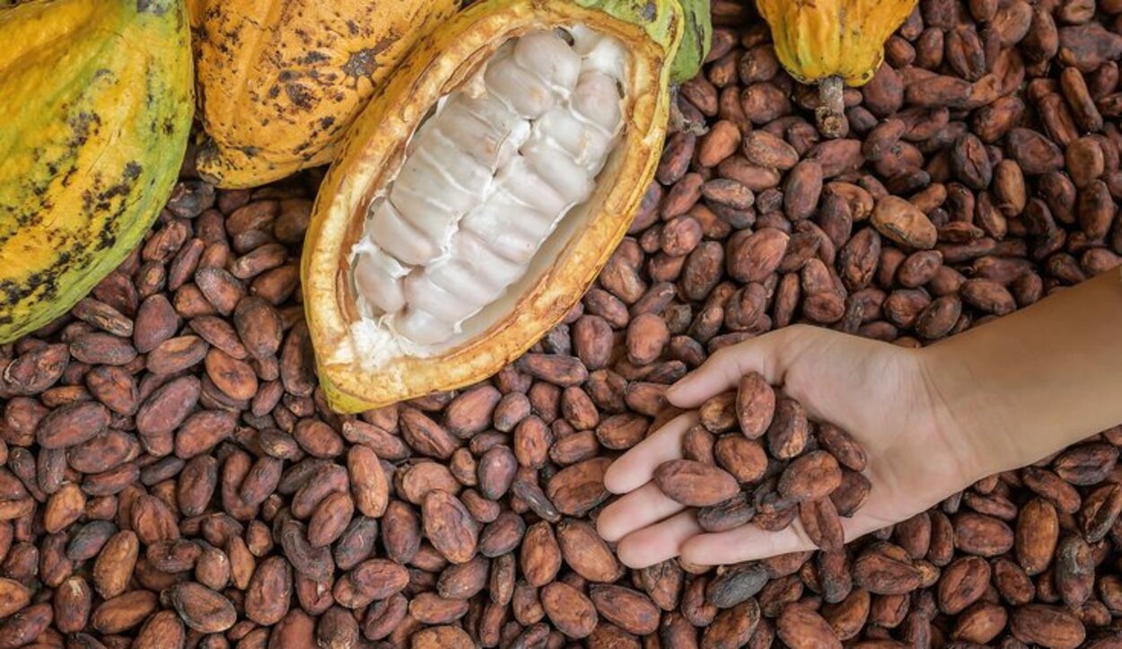 Esta región es famosa por albergar el mejor cultivo de cacao orgánico reconocido del mundo