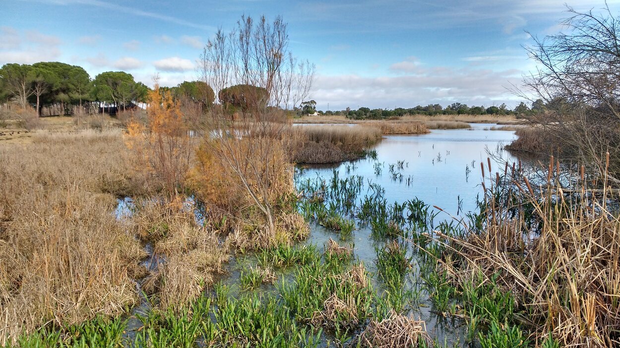 El parque de Doñana por se extiende por tres provincias andaluzas : Huelva, Sevilla y Cádiz