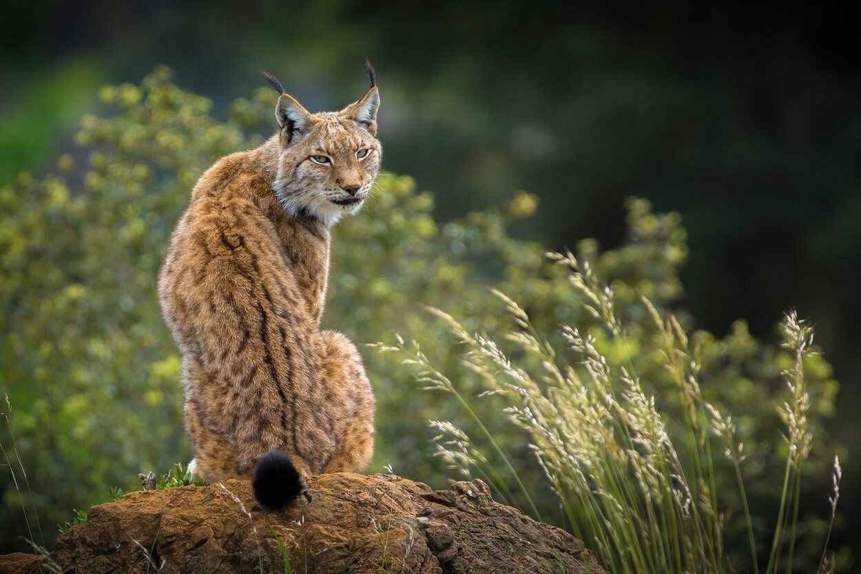 Los linces ibéricos son el símbolo del parque doñana