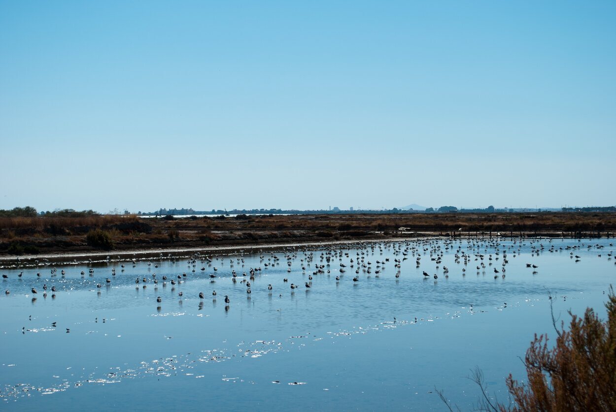 Las marismas del parque de Doñana