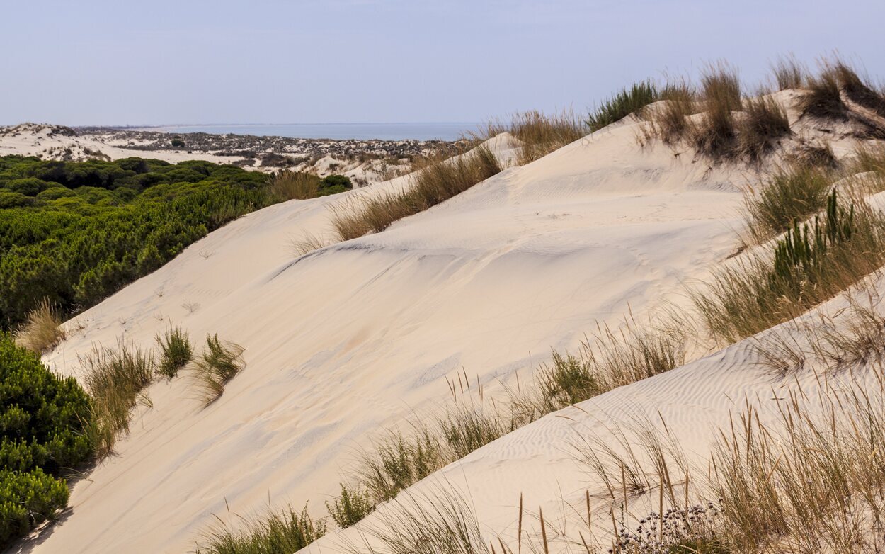 Dunas del parque de Doñana