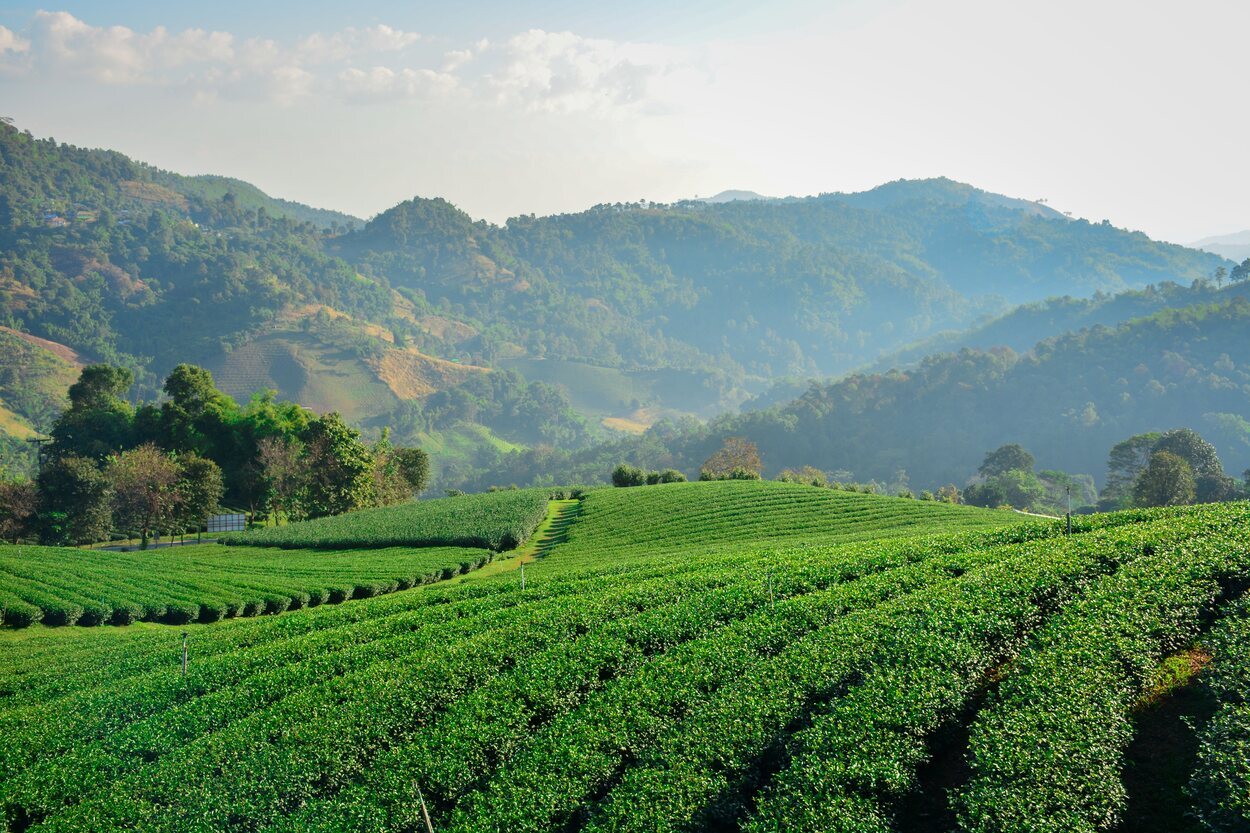 Mae Salong cuenta con enormes campos de té