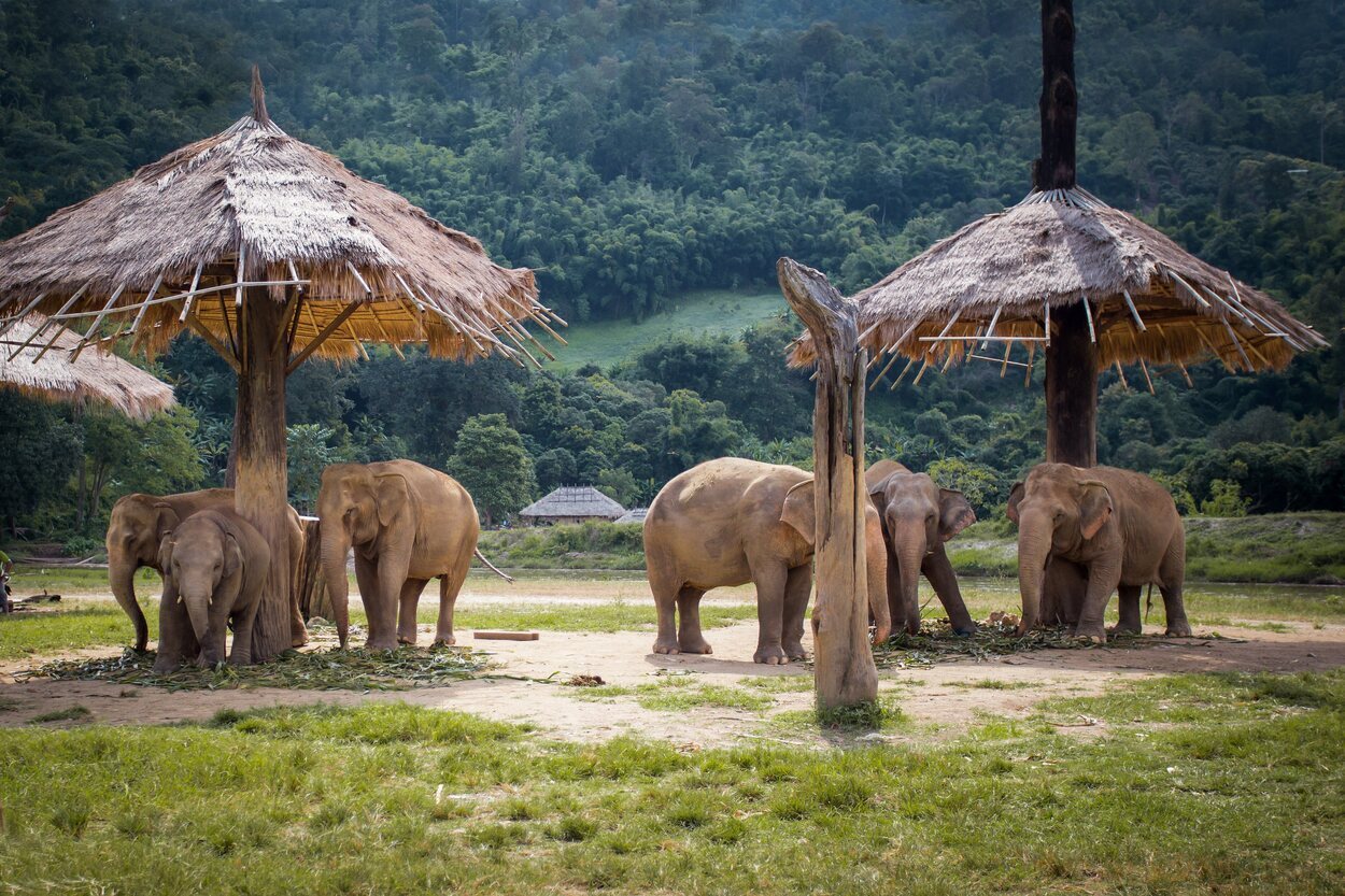 En el santuario Elephant Nature Park los elefantes están sueltos y con libertad