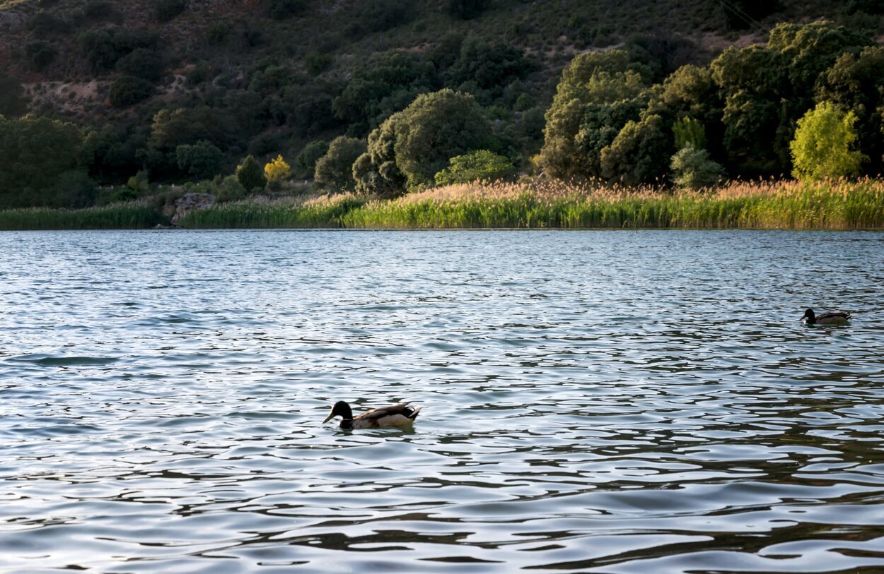 Los patos y el resto de aves, grandes protagonistas en las lagunas