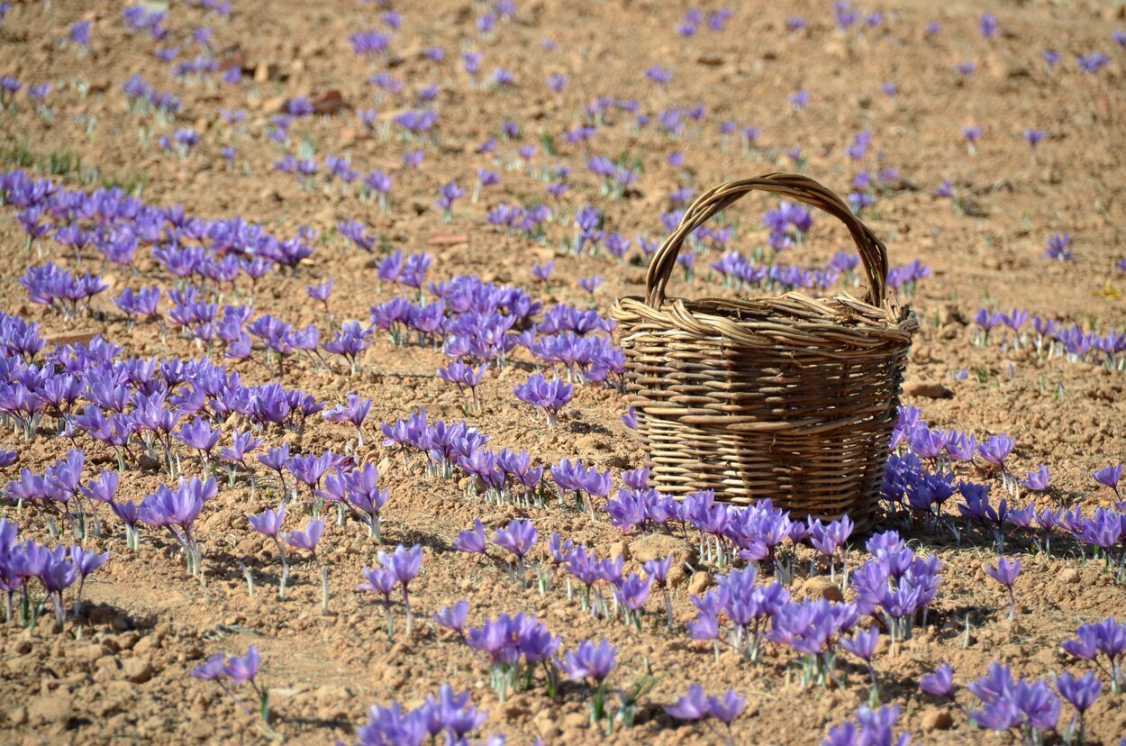 Existe una enorme tradición en Consuegra en cuanto al cultivo de azafrán