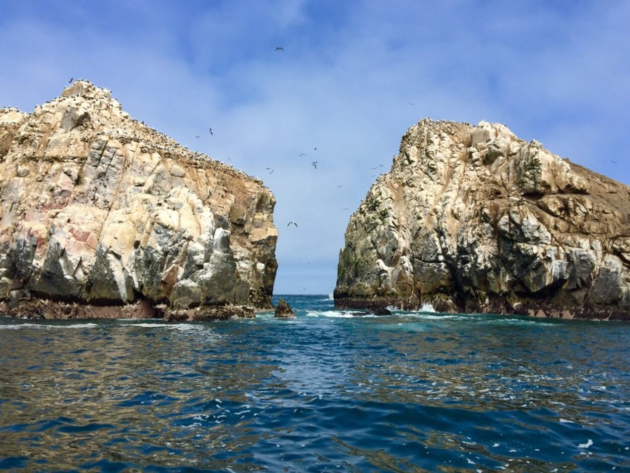 Las Islas Palomino son el mejor lugar para acercarse al mundo animal