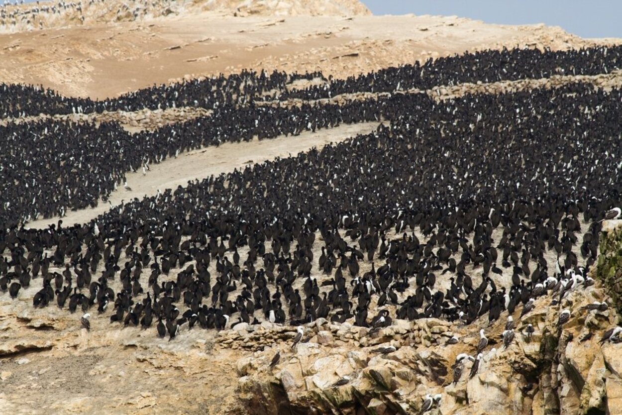 Los pingüinos son una de las características más llamativas de estas islas