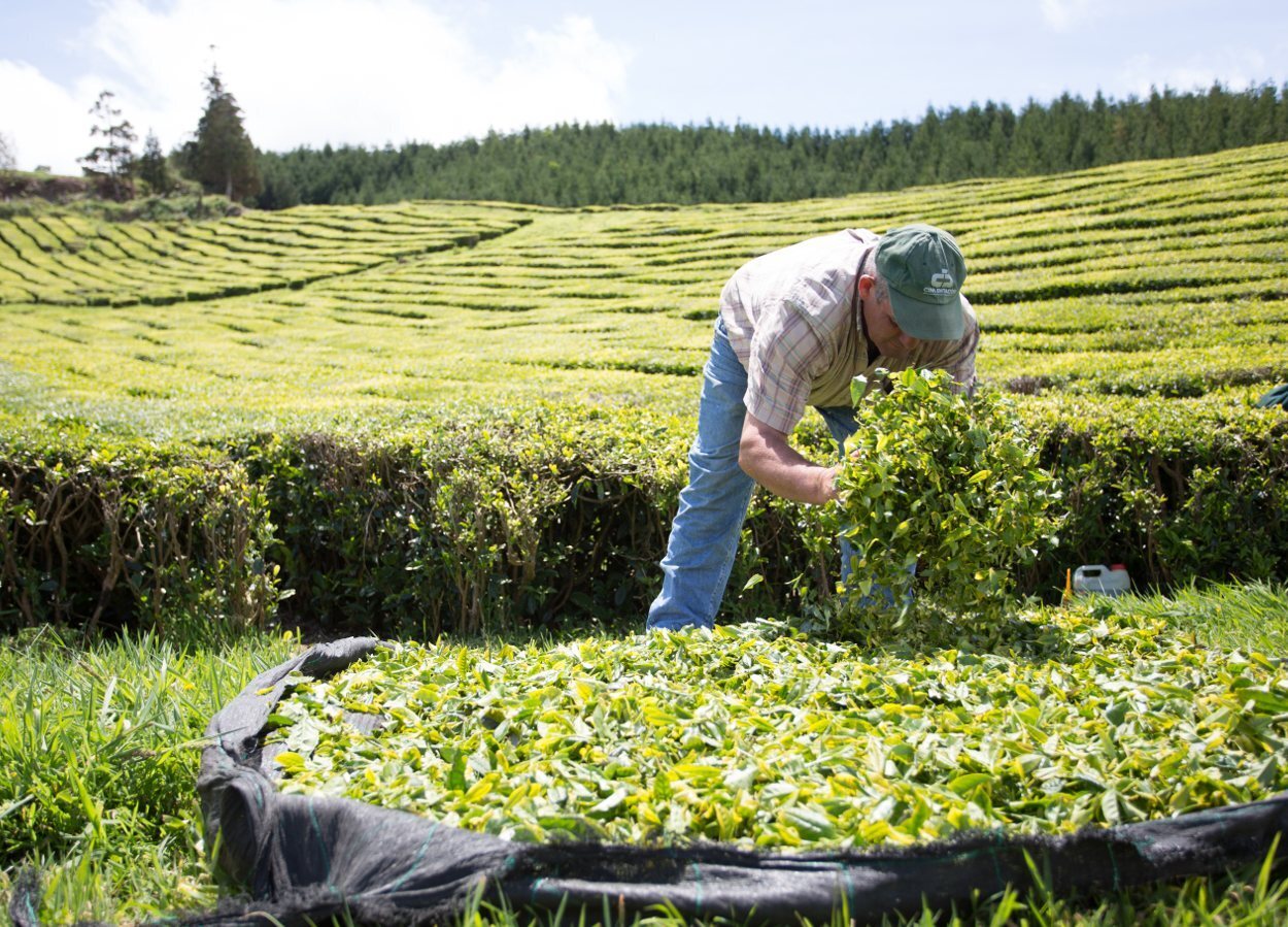 Las plantaciones de té forman parte de la cultura de Azores