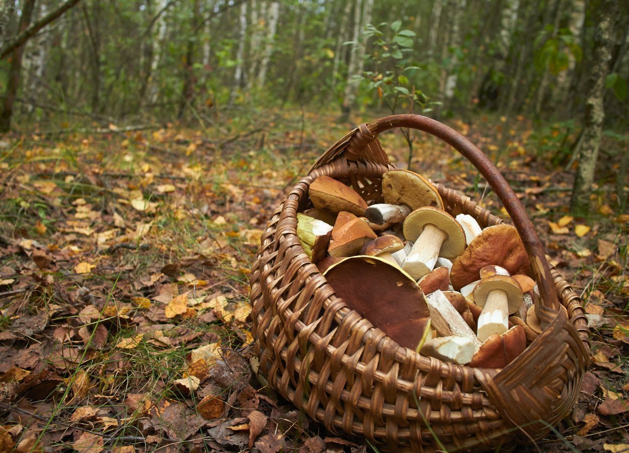 El esclata-sang es la seta estrella del otoño en Mallorca