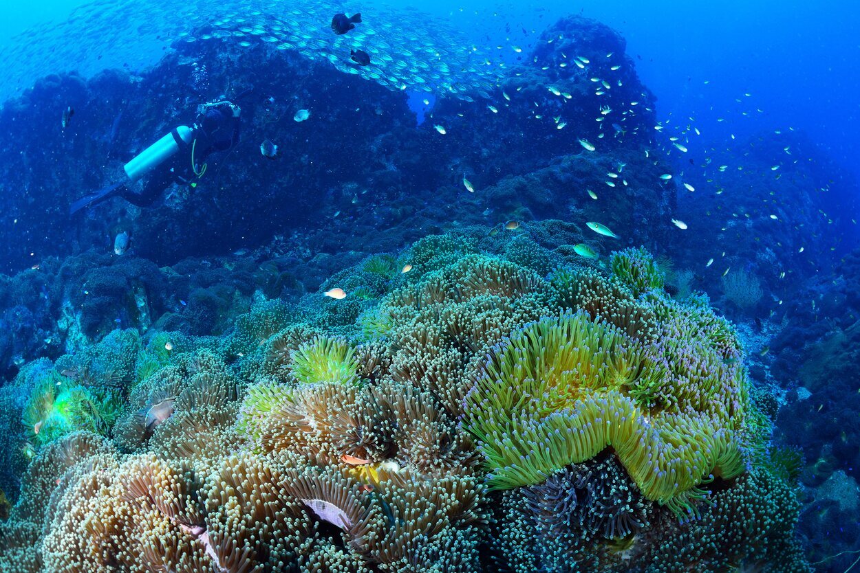 Buceo por los arrecifes de coral en Ko Tao