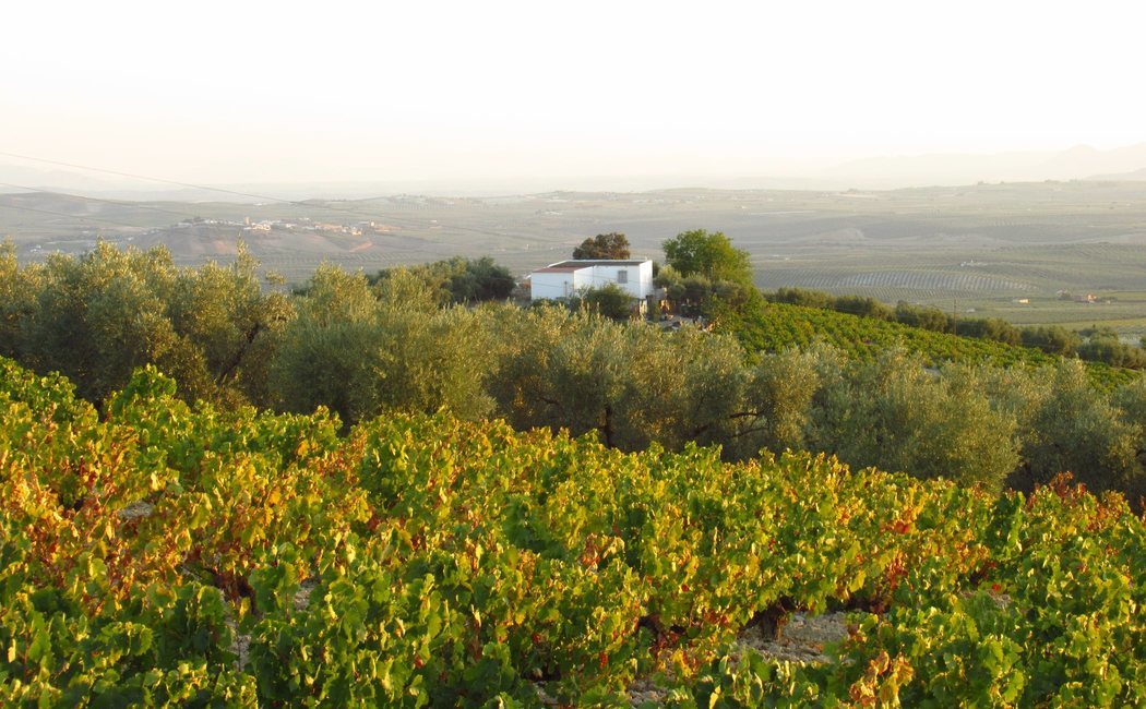Descubre la Campiña Sur cordobesa: paisaje, historia y vino en el corazón de Andalucía
